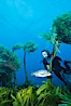 Diver and sheephead amidst giant palm kelp. Guadalupe Island (Isla Guadalupe), Baja California, Mexico. Image #00612