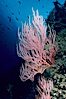Red gorgonian. San Clemente Island, California, USA. Image #00616