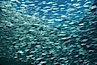 Bigeye scad, schooling, Sea of Cortez. Image #00621