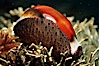 Chestnut cowry, mantle exposed. San Miguel Island, California, USA. Image #00624
