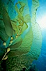 Kelp frond showing pneumatocysts. San Clemente Island, California, USA. Image #00627