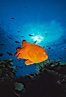 Garibaldi. San Clemente Island, California, USA. Image #00635