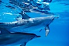 Atlantic spotted dolphin. Bahamas. Image #00676