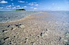 coralline algae reef. Rose Atoll National Wildlife Sanctuary, American Samoa, USA. Image #00727