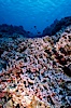Pink coralline algae. Rose Atoll National Wildlife Sanctuary, American Samoa, USA. Image #00759