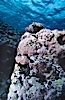 Pink coralline algae. Rose Atoll National Wildlife Sanctuary, American Samoa, USA. Image #00760