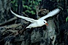 Red tailed tropic bird. Rose Atoll National Wildlife Sanctuary, American Samoa, USA. Image #00849