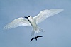 White (or fairy) tern. Rose Atoll National Wildlife Sanctuary, American Samoa, USA. Image #00865