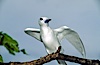 White (or fairy) tern. Rose Atoll National Wildlife Sanctuary, American Samoa, USA. Image #00869