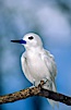 A white tern, or fairy tern, alights on a branch at Rose Atoll in American Samoa. Rose Atoll National Wildlife Sanctuary, American Samoa, USA. Image #00871