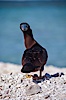 Brown booby. Rose Atoll National Wildlife Sanctuary, American Samoa, USA. Image #00875