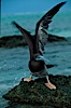 Brown booby. Rose Atoll National Wildlife Sanctuary, American Samoa, USA. Image #00879
