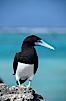 Brown booby. Rose Atoll National Wildlife Sanctuary, American Samoa, USA. Image #00880