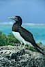 Brown booby. Rose Atoll National Wildlife Sanctuary, American Samoa, USA. Image #00881