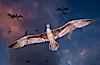 Brown booby flying over Rose Atoll at sunset, with dark colorful storm clouds and other birds in the background. Rose Atoll National Wildlife Sanctuary, American Samoa, USA. Image #00914