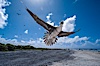 Brown booby. Rose Atoll National Wildlife Sanctuary, American Samoa, USA. Image #00915