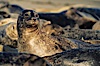 Pacific harbor seals rest while hauled out on a sandy beach.  This group of harbor seals, which has formed a breeding colony at a small but popular beach near San Diego, is at the center of considerable controversy.  While harbor seals are protected from harassment by the Marine Mammal Protection Act and other legislation, local interests would like to see the seals leave so that people can resume using the beach. La Jolla, California, USA. Image #00937