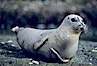 A Pacific harbor seal hauls out on a rock.  This group of harbor seals, which has formed a breeding colony at a small but popular beach near San Diego, is at the center of considerable controversy.  While harbor seals are protected from harassment by the Marine Mammal Protection Act and other legislation, local interests would like to see the seals leave so that people can resume using the beach. La Jolla, California, USA. Image #00940