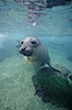 Northern elephant seal, San Benito Islands. San Benito Islands (Islas San Benito), Baja California, Mexico. Image #00942
