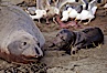 Northern elephant seal,  mother and neonate pup, gulls eating placenta. Piedras Blancas, San Simeon, California, USA. Image #00945