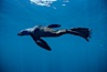 Northern fur seal. San Miguel Island, California, USA. Image #00964
