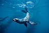 Northern fur seal. San Miguel Island, California, USA. Image #00965