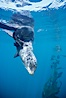 Northern fur seal. San Miguel Island, California, USA. Image #00967