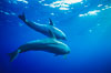 Pacific bottlenose dolphin. Guadalupe Island (Isla Guadalupe), Baja California, Mexico. Image #00968