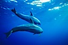 Pacific bottlenose dolphin. Guadalupe Island (Isla Guadalupe), Baja California, Mexico. Image #00968