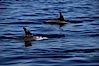 Rissos dolphin, dorsal fin.  Note distinguishing and highly variable skin and dorsal fin patterns, characteristic of this species. White scarring, likely caused by other Risso dolphins teeth, accumulates during the dolphins life so that adult Rissos dolphins are almost entirely white.  San Diego. San Diego, California, USA. Image #00981