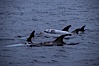 Rissos dolphin, dorsal. San Diego, California, USA. Image #00982