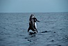Rissos dolphin, breaching. Note distinguishing and highly variable skin and dorsal fin patterns, characteristic of this species. White scarring, likely caused by other Risso dolphins teeth, accumulates during the dolphins life so that adult Rissos dolphins are almost entirely white. San Diego. San Diego, California, USA. Image #00983
