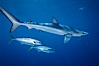 North Pacific Yellowtail brushing against blue shark. San Diego, California, USA. Image #00998