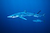 North Pacific Yellowtail brushing against blue shark. San Diego, California, USA. Image #00999