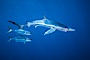 North Pacific Yellowtail brushing against blue shark. San Diego, California, USA. Image #01000