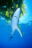 Blue shark underneath drift kelp, open ocean. San Diego, California, USA. Image #01006