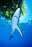 Blue shark underneath drift kelp, open ocean. San Diego, California, USA. Image #01006