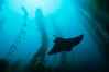 California bat ray. San Clemente Island, USA. Image #01015
