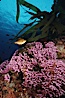 Hydrocoral,  San Benito Islands. San Benito Islands (Islas San Benito), Baja California, Mexico. Image #01016