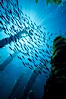 Jack mackerel schooling in kelp. San Clemente Island, California, USA. Image #01019