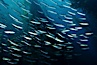 Jack mackerel schooling in kelp. San Clemente Island, California, USA. Image #01021
