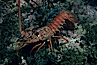 Spiny lobster. Catalina Island, California, USA. Image #01032