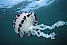 Purple-striped jellyfish. San Diego, California, USA. Image #01034