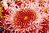 Polyp of a strawberry anemone (club-tipped anemone, more correctly a corallimorph). San Miguel Island, California, USA. Image #01039