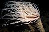 Tube anemone. La Jolla, California, USA. Image #01040