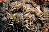 Aggregating anemone. Santa Rosa Island, California, USA. Image #01041