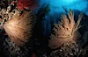 California Golden gorgonian in kelp forest. San Clemente Island, California, USA. Image #01042