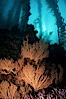 California Golden gorgonian in kelp forest. San Clemente Island, California, USA. Image #01043