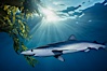 Blue shark and  offshore drift kelp. San Diego, California, USA. Image #01052
