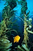 Garibaldi in kelp forest. San Clemente Island, California, USA. Image #01055